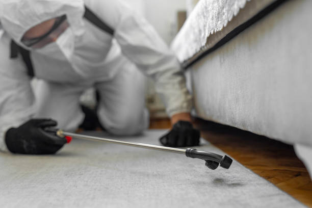 Professional Termite Control technician working in Alleghany County County, VA